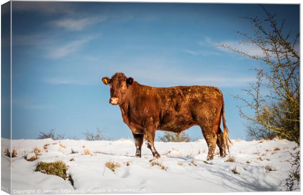 Majestic Sussex Cow in Snow Canvas Print by Jeremy Sage