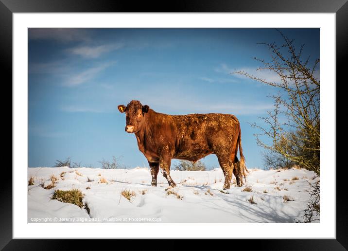Majestic Sussex Cow in Snow Framed Mounted Print by Jeremy Sage