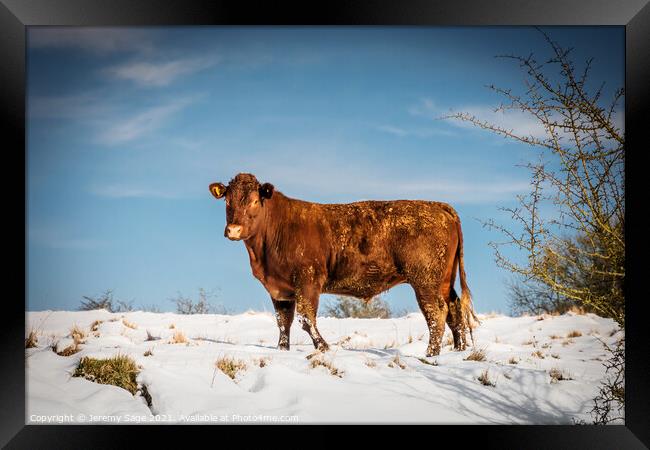Majestic Sussex Cow in Snow Framed Print by Jeremy Sage