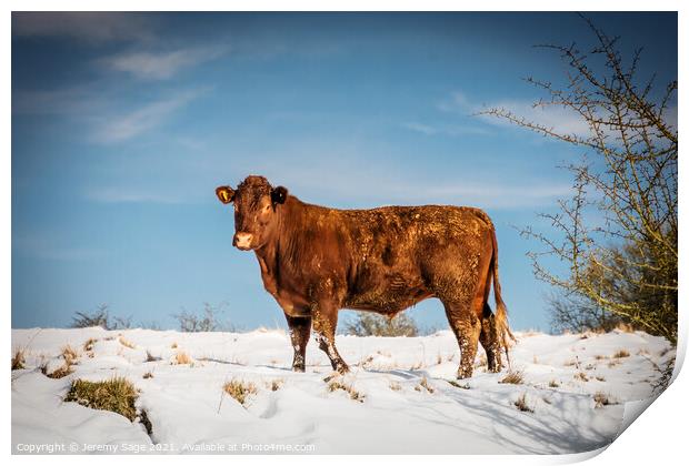 Majestic Sussex Cow in Snow Print by Jeremy Sage