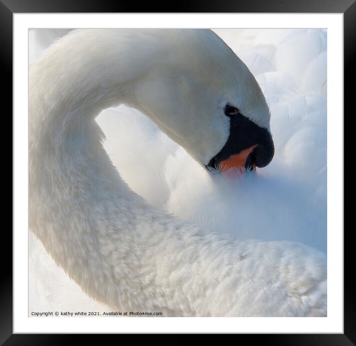 Swan eyes look at me,swan  Framed Mounted Print by kathy white