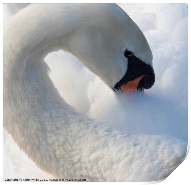 Swan eyes look at me,swan  Print by kathy white