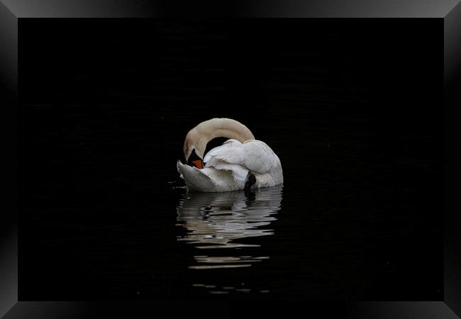 Swan splashing and preening at night Framed Print by kathy white
