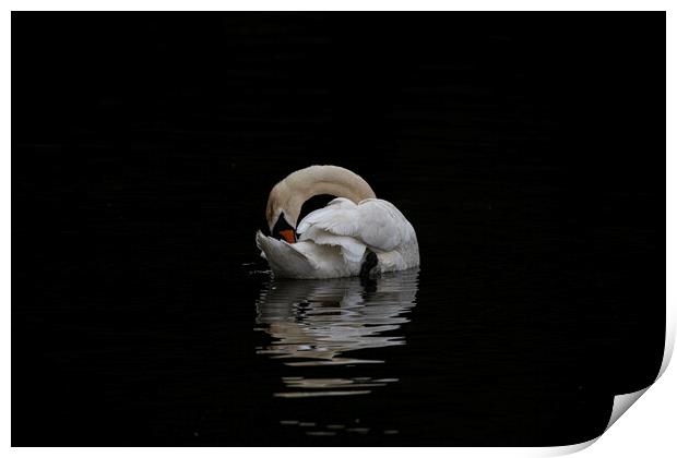 Swan splashing and preening at night Print by kathy white
