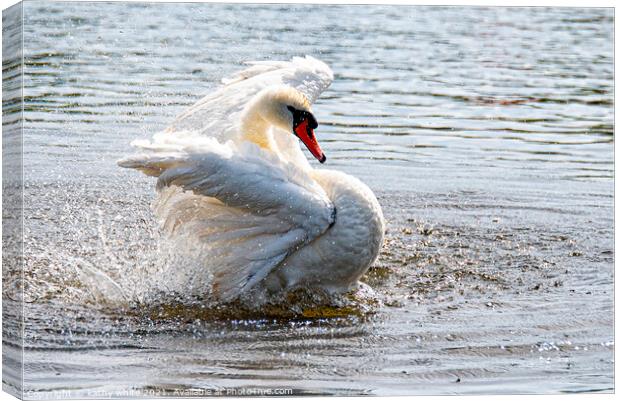 Swan splashing and preening,Swan having a splash Canvas Print by kathy white