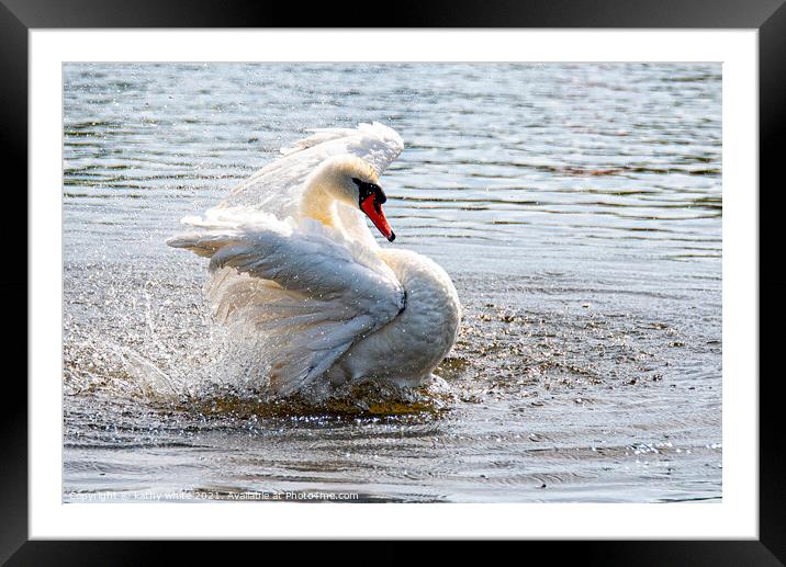 Swan splashing and preening,Swan having a splash Framed Mounted Print by kathy white