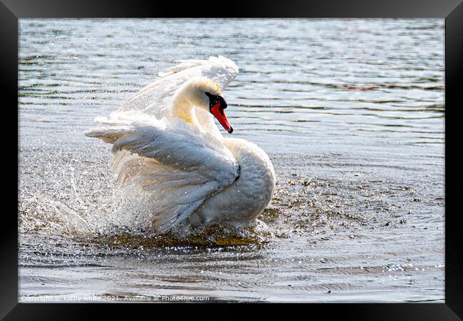 Swan splashing and preening,Swan having a splash Framed Print by kathy white