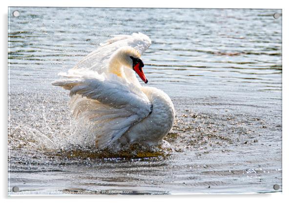 Swan splashing and preening,Swan having a splash Acrylic by kathy white