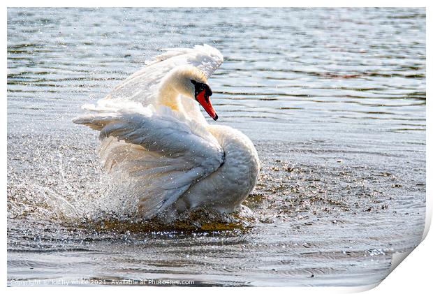 Swan splashing and preening,Swan having a splash Print by kathy white