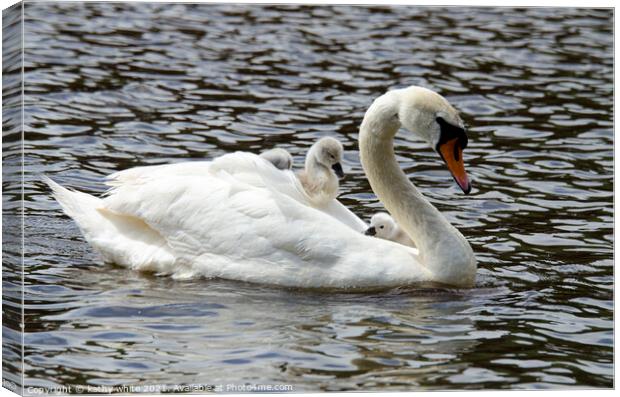 Swan with her babies Canvas Print by kathy white