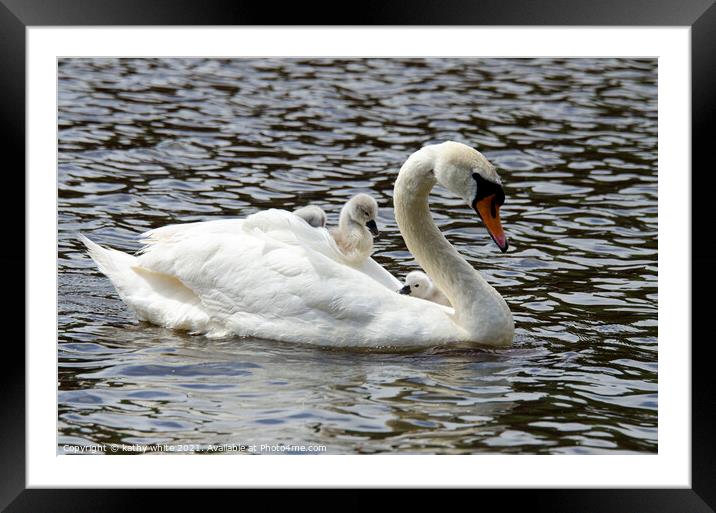 Swan with her babies Framed Mounted Print by kathy white