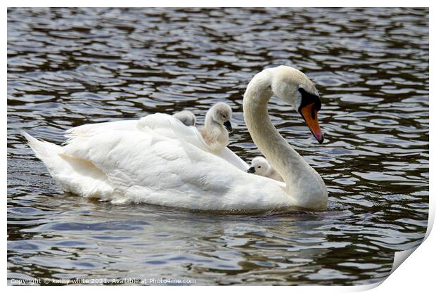 Swan with her babies Print by kathy white