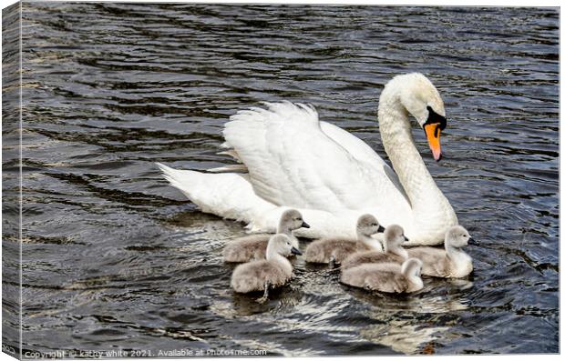 Swan with her cygnets swimming around her,mother's Canvas Print by kathy white