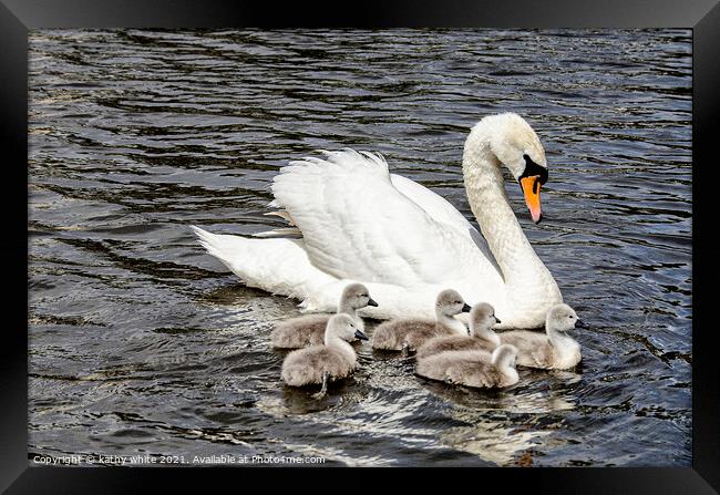 Swan with her cygnets swimming around her,mother's Framed Print by kathy white
