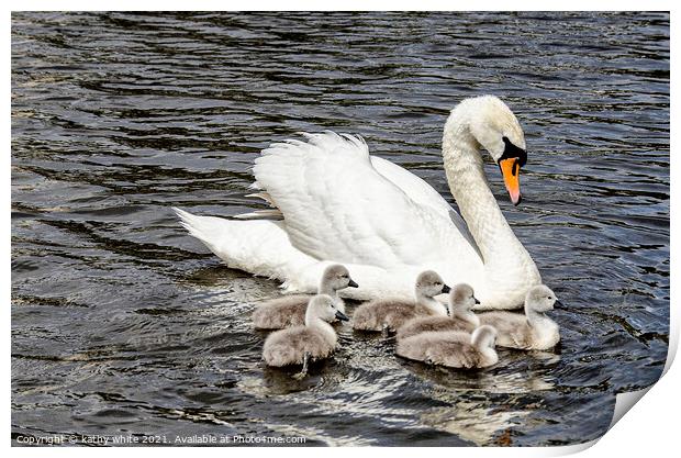 Swan with her cygnets swimming around her,mother's Print by kathy white