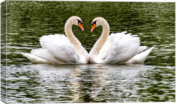  Swans, Swans Sweetheart love Canvas Print by kathy white