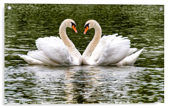  Swans, Swans Sweetheart love Acrylic by kathy white