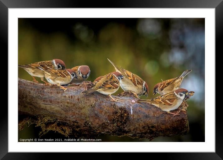 Sparrow Symphony Framed Mounted Print by Don Nealon