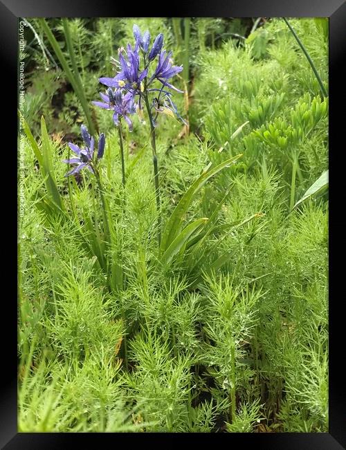 Camassia and feathery foliage Framed Print by Penelope Hellyer