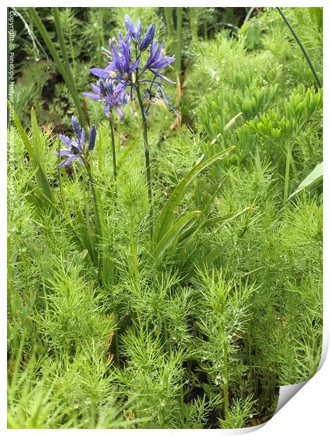 Camassia and feathery foliage Print by Penelope Hellyer