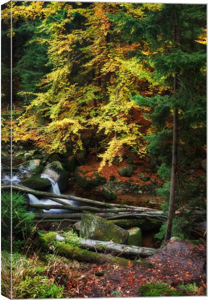 Autumn Forest Creek With Fallen Trees Canvas Print by Artur Bogacki