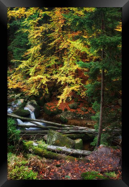 Autumn Forest Creek With Fallen Trees Framed Print by Artur Bogacki