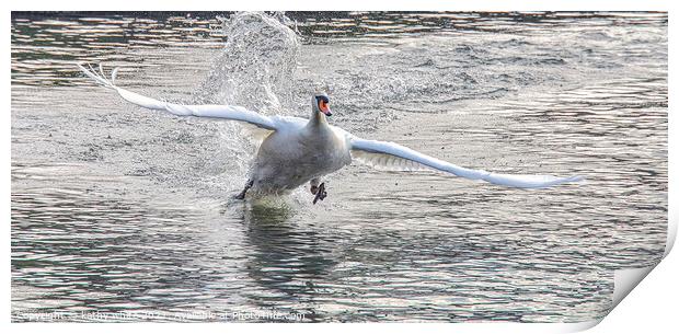 flying Swan Love Swans, swan fight,swan taking off Print by kathy white