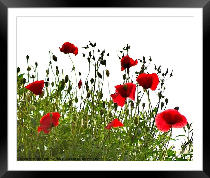Poppies Framed Mounted Print by Peter Wiseman