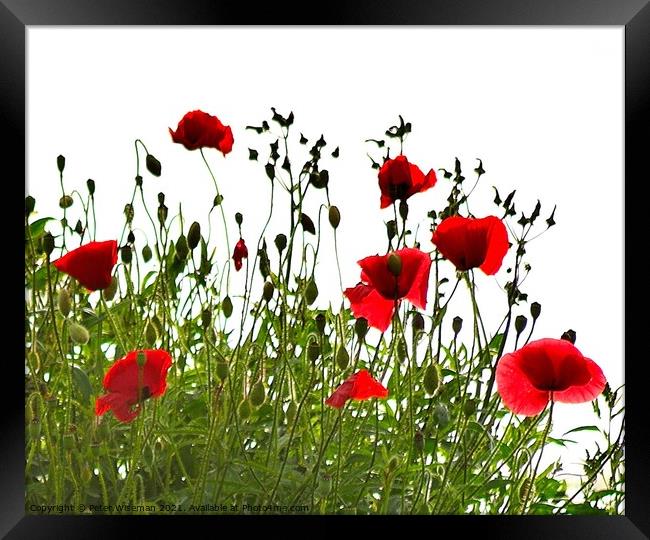 Poppies Framed Print by Peter Wiseman