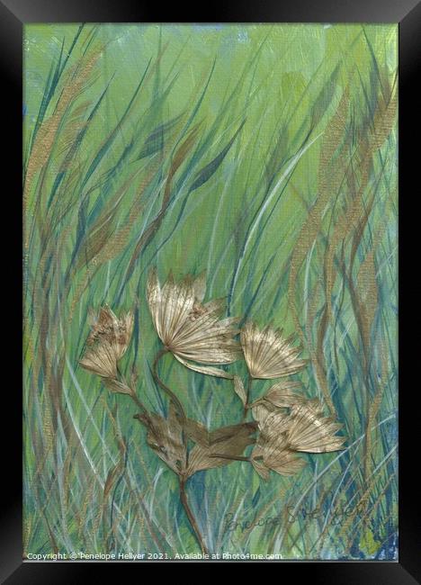 Astrantia Meadow Framed Print by Penelope Hellyer