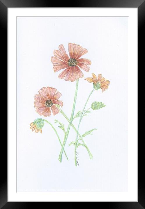 Crayon Daisies Framed Mounted Print by Penelope Hellyer