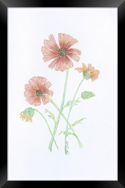 Crayon Daisies Framed Print by Penelope Hellyer