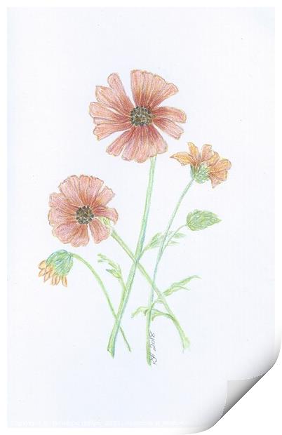 Crayon Daisies Print by Penelope Hellyer