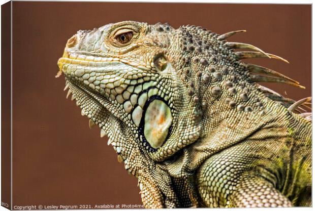 Close-up of desert Iguana with keeled antillies Canvas Print by Lesley Pegrum