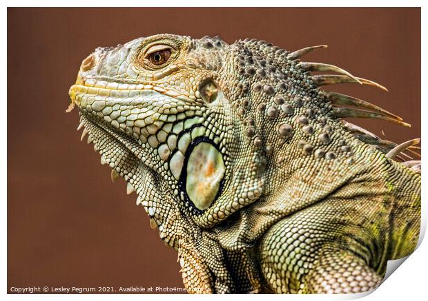 Close-up of desert Iguana with keeled antillies Print by Lesley Pegrum