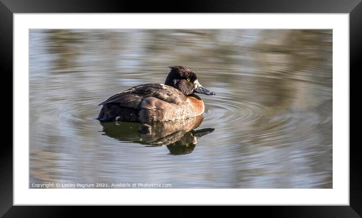 Female Tufted Duck Framed Mounted Print by Lesley Pegrum
