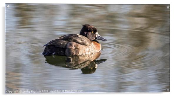 Female Tufted Duck Acrylic by Lesley Pegrum