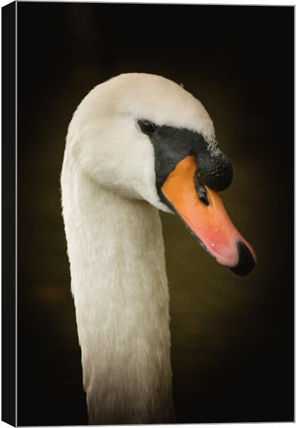 Close Up of a Swan Canvas Print by Duncan Loraine