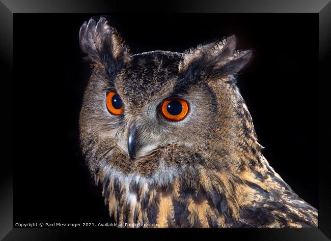 Eagle Owl Framed Print by Paul Messenger