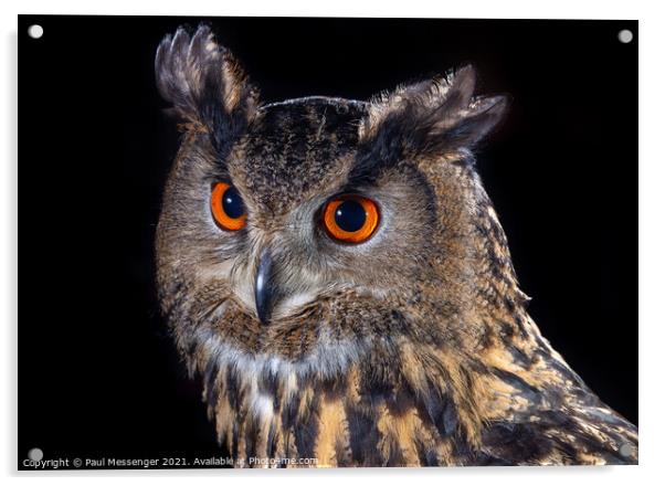 Eagle Owl Acrylic by Paul Messenger