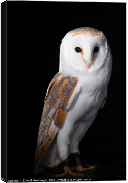 Barn Owl posing Canvas Print by Paul Messenger
