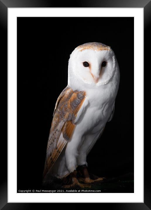 Barn Owl posing Framed Mounted Print by Paul Messenger
