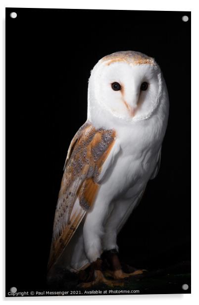 Barn Owl posing Acrylic by Paul Messenger