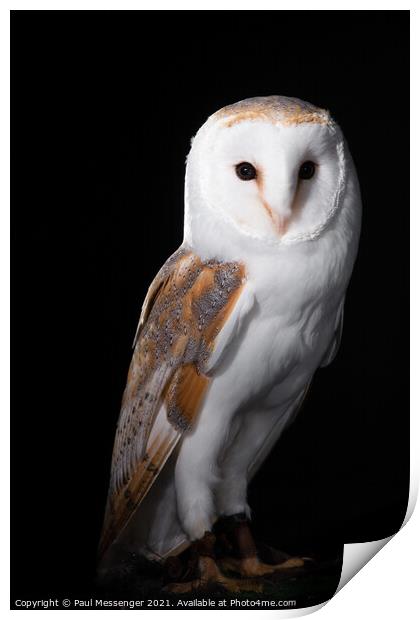 Barn Owl posing Print by Paul Messenger