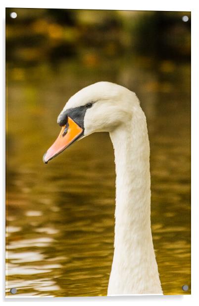 Swan  Acrylic by Duncan Loraine