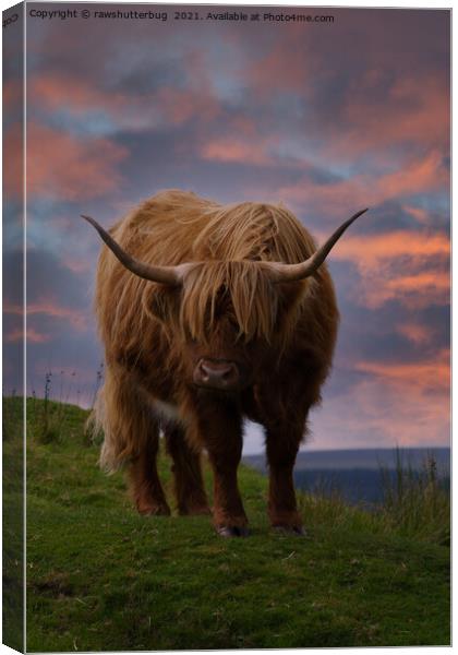 Highland Cow At Sunset Canvas Print by rawshutterbug 