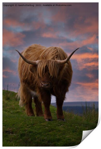 Highland Cow At Sunset Print by rawshutterbug 