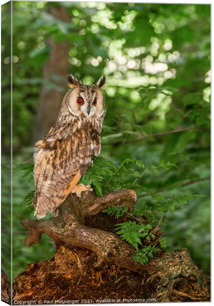  Long Eared Owl on a tree branch Canvas Print by Paul Messenger