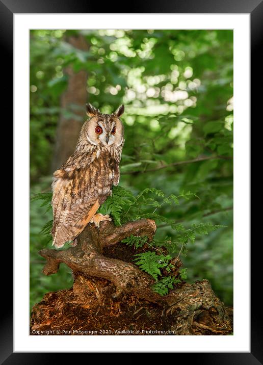  Long Eared Owl on a tree branch Framed Mounted Print by Paul Messenger