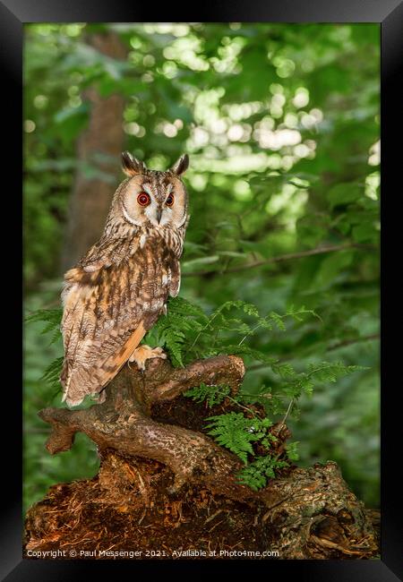  Long Eared Owl on a tree branch Framed Print by Paul Messenger